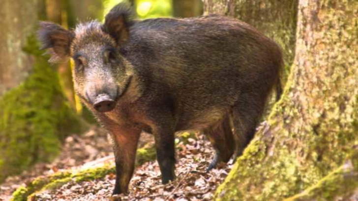 Focar de pestă porcină la mistreţi! Peste 300 de animale vor fi ucise în Argeș
